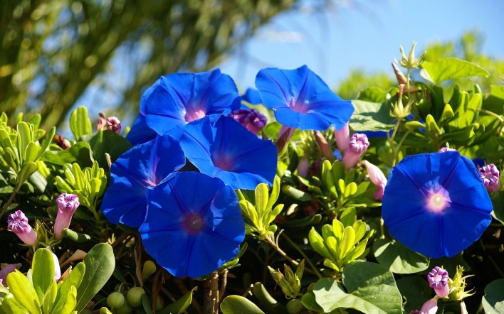 цветы синие листья кусты