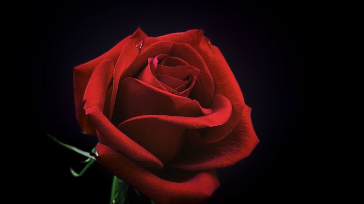 роза бордовая темный фон