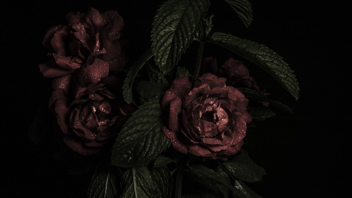 розы бордовые капли роса темный