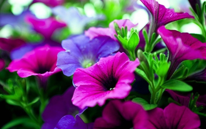 цветы сиреневый фиолетовый