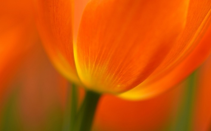 тюльпан оранжевый макро