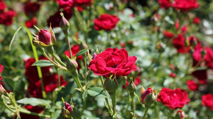 Букеты из кустовых роз в Красной поляне