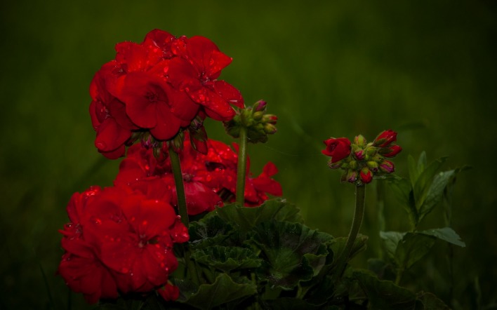 цветок красный бордовый зелень