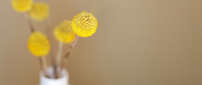 цветок ромашка желтый