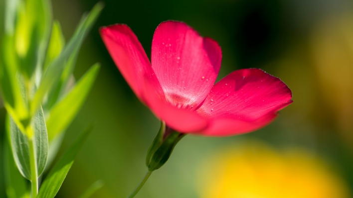 цветок красный капли макро