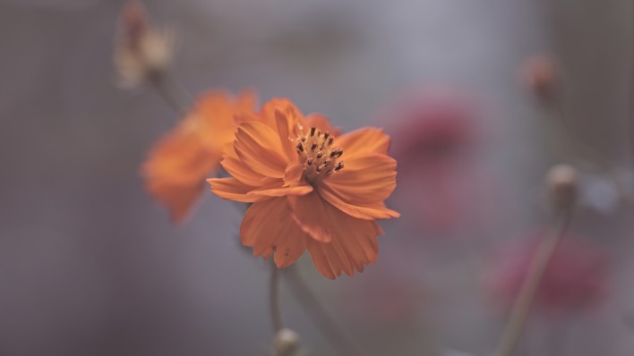 цветок оранжевый размытость