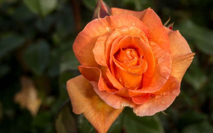цветок роза розовая бутон капли