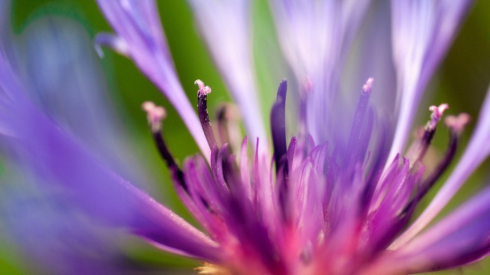 цветок лепестки фиолетовый макро