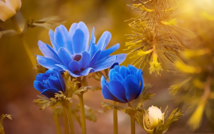 цветы голубые синие лучи крупный план