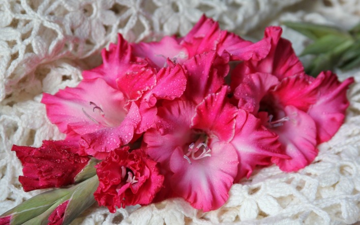 цветы розовые капли букет