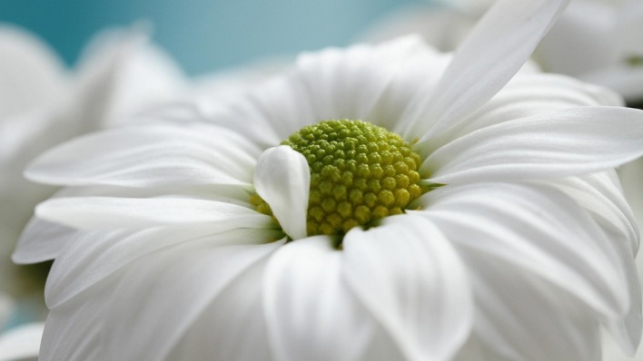 маргаритка белая лепестки макро цветок