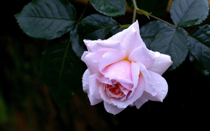роза белая розово-белая бутон