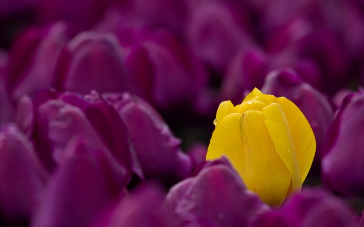 тюльпан цветы желтый фиолетовый