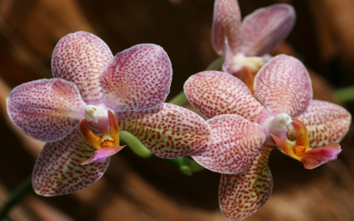 орхидея цветы крупный план