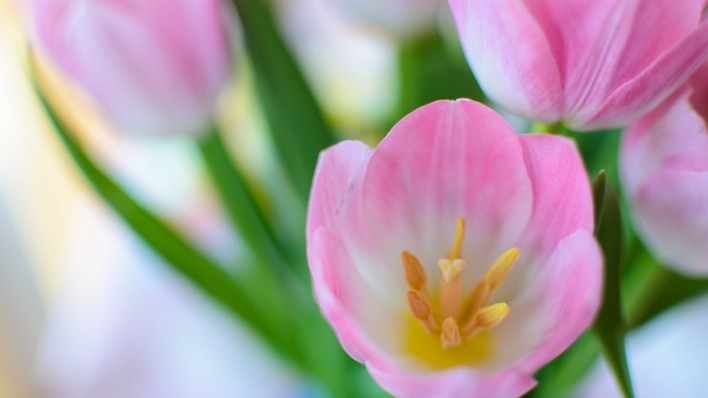 тюльпан цветок крупный план розовый букет