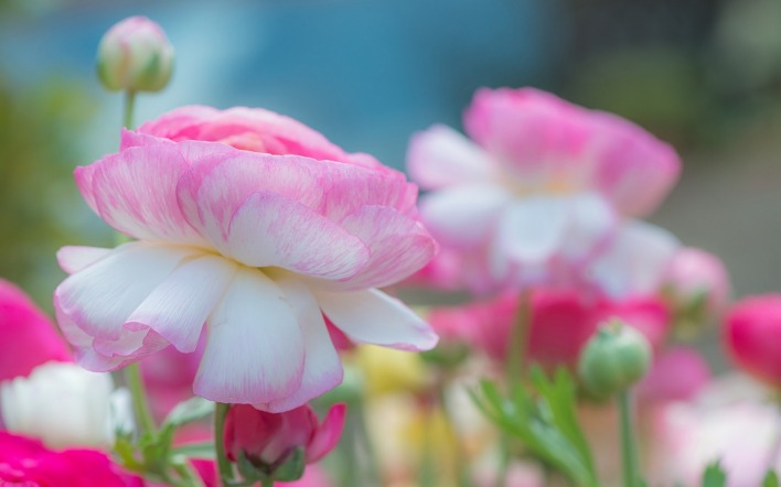цветок розовый белый крупный план