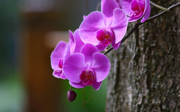 цветы фиолетовый дерево ствол кора