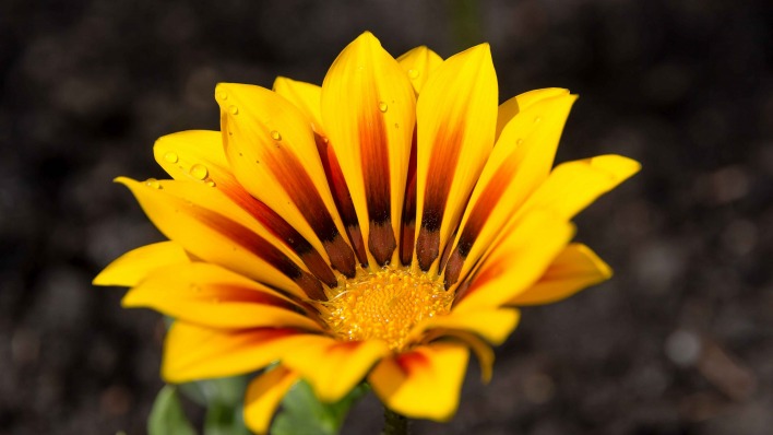 цветок газания желтый крупный план