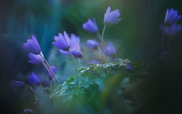 цветы полевые фиолетовый зелень размытость