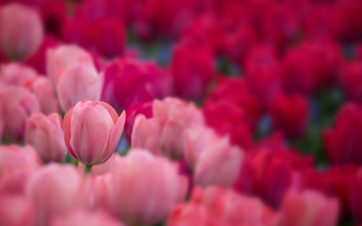 тюльпаны розовые поле крупный план