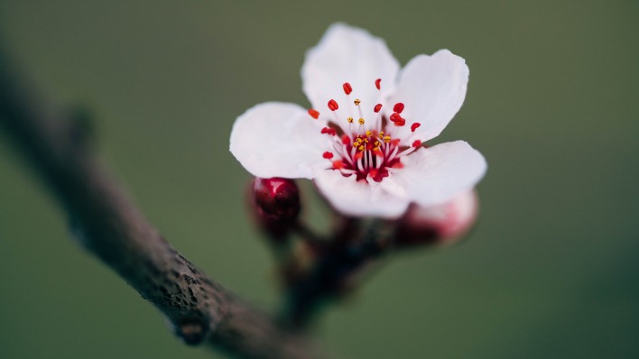 цветок цветение весна ветка макро