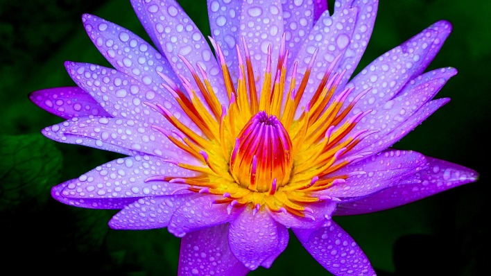 цветок капли лепестки фиолетовый
