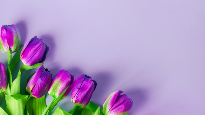 тюльпаны фиолетовые цветы