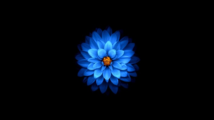 цветок голубой синий лепестки