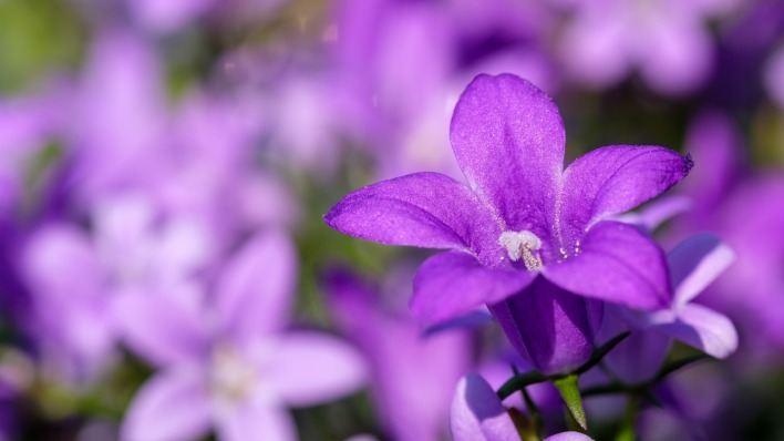 цветок фиолетовый крупный план размытость