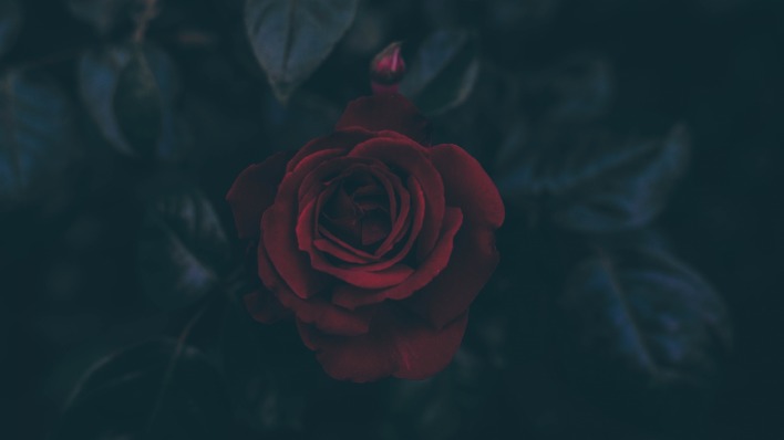 роза бордовый темнота