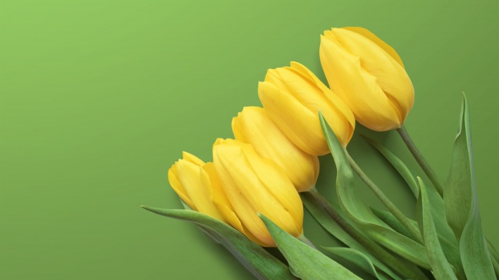 тюльпаны зеленый фон букет желтые тюльпаны