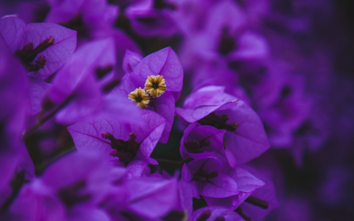 фиолетовый цветы крупный план макро лепестки