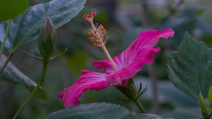 гибискус цветок розовый