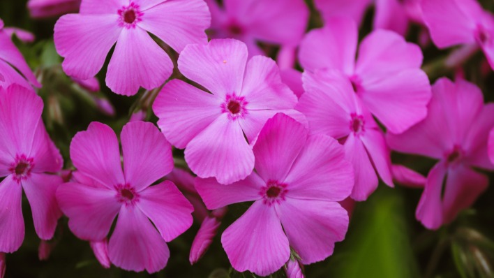 цветы розовый макро флокс сиреневый