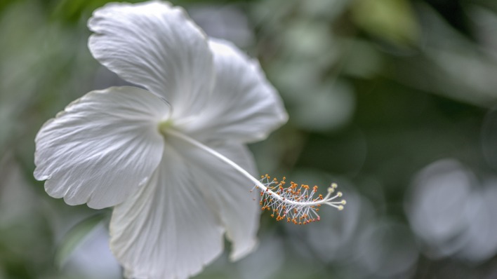 гибискус белый цветок пестик
