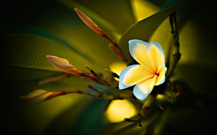 цветок желтый ветка макро