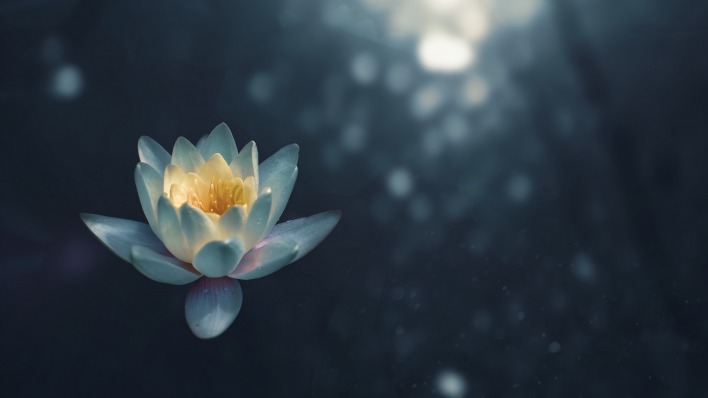 лотос цветок лепестки вода