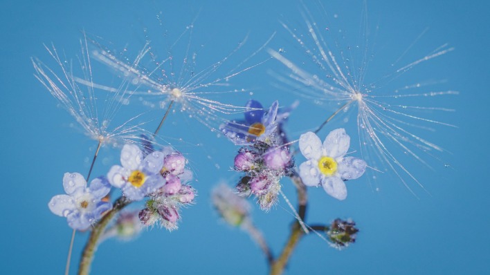 цветы голубые небо одуванчик
