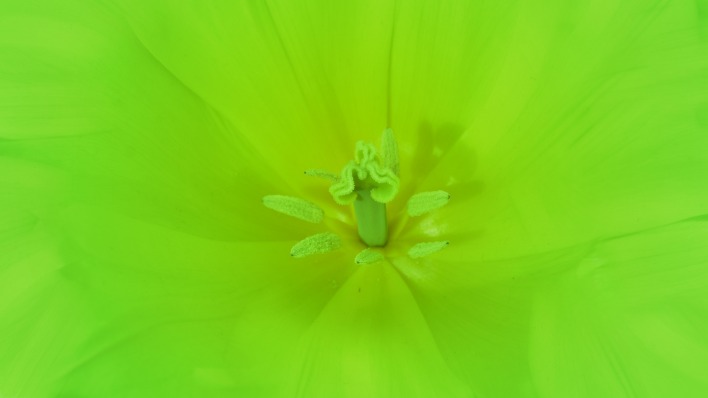 пестик цветок салатовый зеленый
