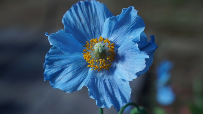 цветок голубой синий