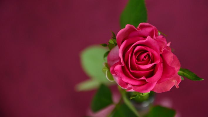 роза бутон розовый цветок