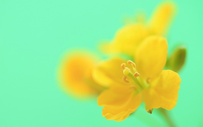 цветок желтый пестик макро