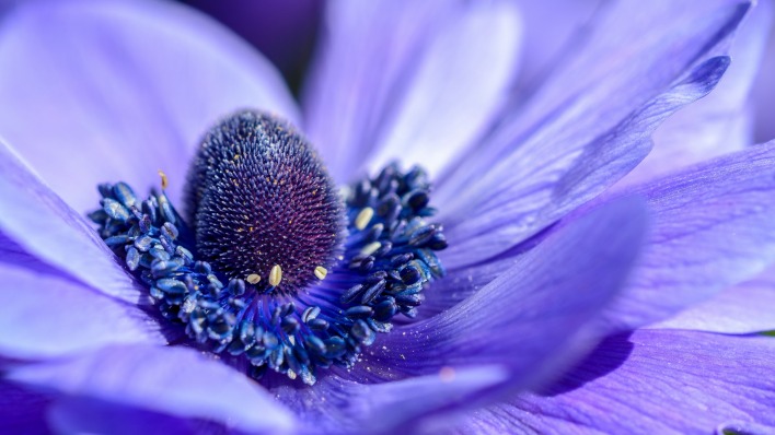 цветок пестик фиолетовый макро