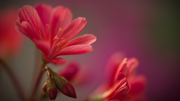 цветок красный боке макро