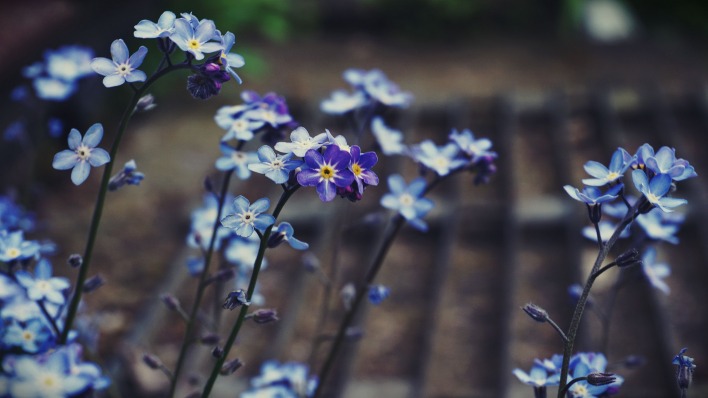 цветы голубые полевые