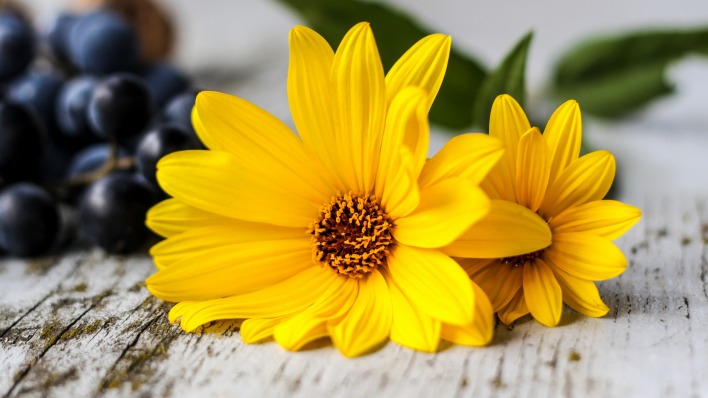 цветок желтый лепестки доски