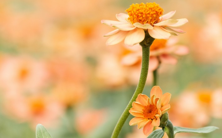 цветок полевой оранжевый