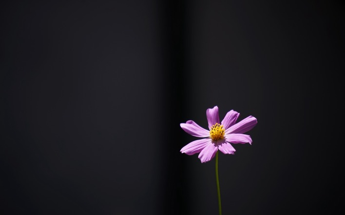 цветок темный фон лепестки розовый