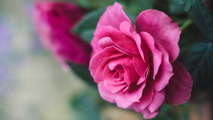 цветок роза кустовая