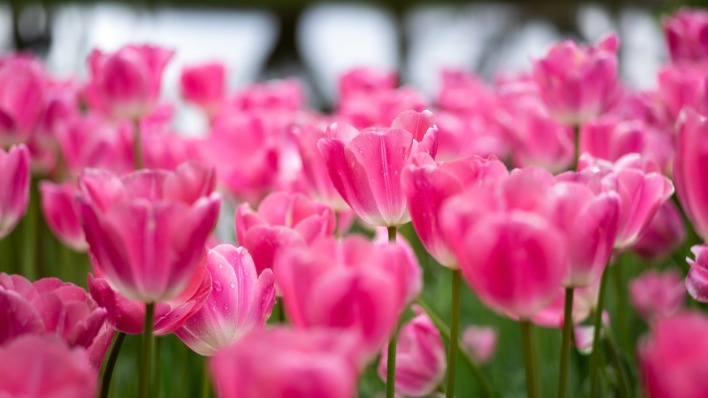 тюльпаны поле розовые